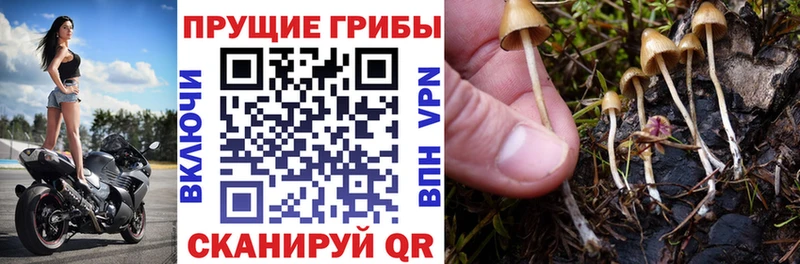 Псилоцибиновые грибы мицелий  купить   Егорьевск 